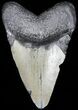 Juvenile Megalodon Tooth - South Carolina #52982-1